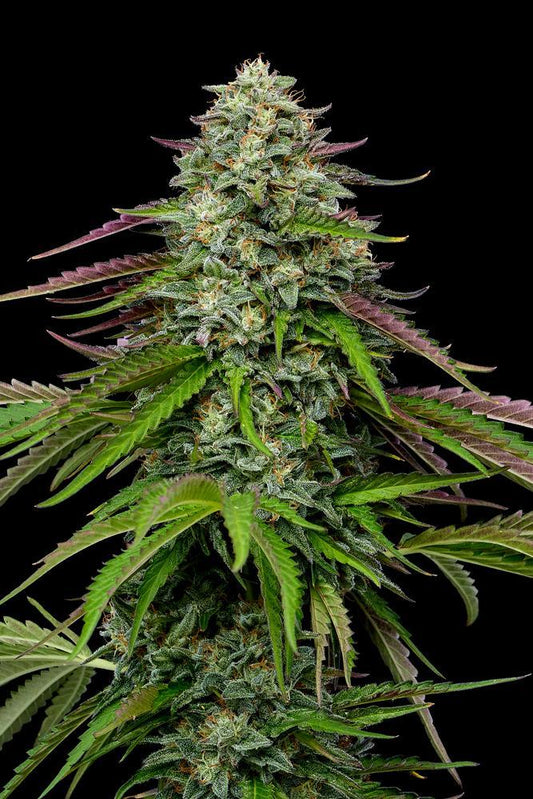 Humboldt -  Garlic Budder Auto