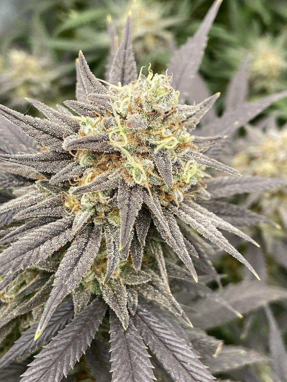 B.P. SEED CO - Berry Funky