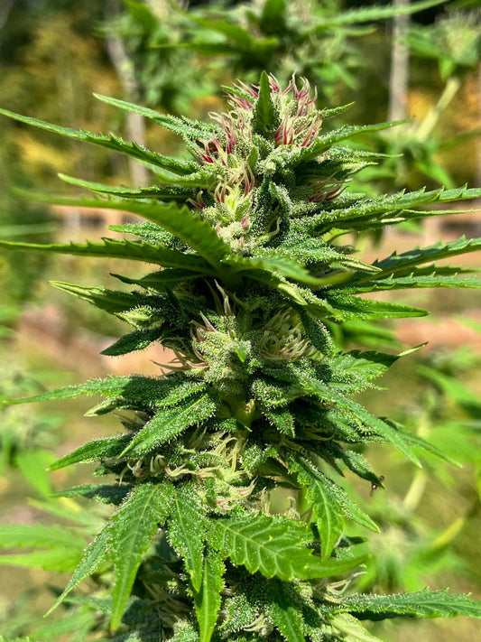 Lamb's Breath Seeds - Legend