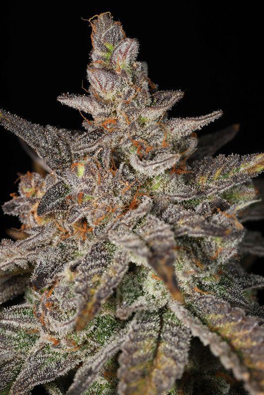 Sin City Seeds -  YA SMELL ME