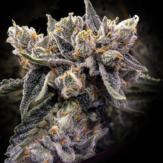 DNA Genetics - Bruised Bananas