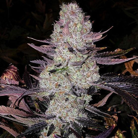 Ethos - Grape Diamonds R2