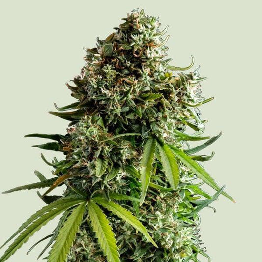 Royal Queen - NYC Sour D