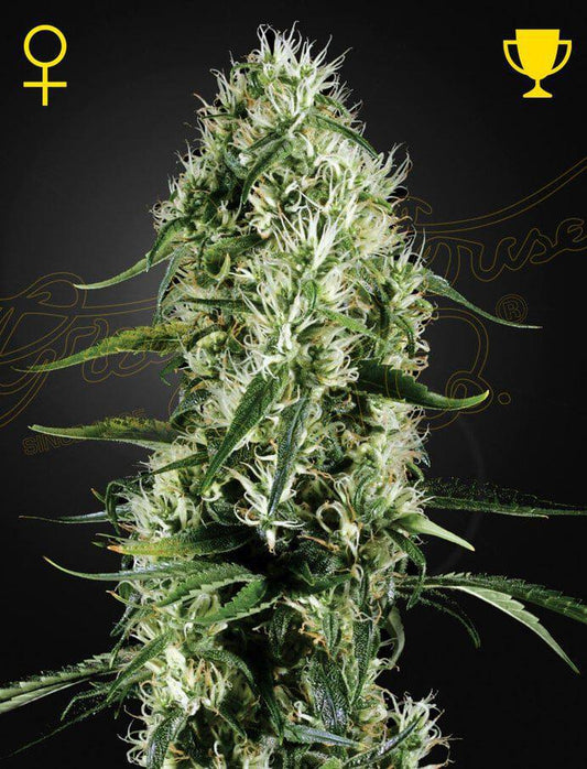 Green House Seed Co.  Super Silver Haze