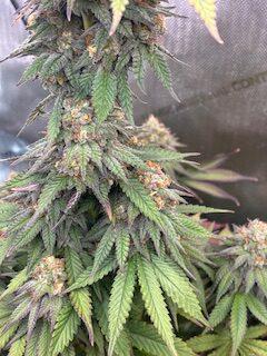 Equilibrium Genetics - Urkel M-10