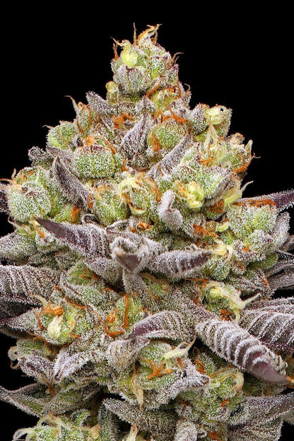 Humboldt -  Hyper Za