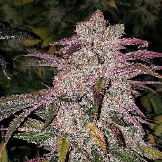 Ethos - Purple Thai Rbx1