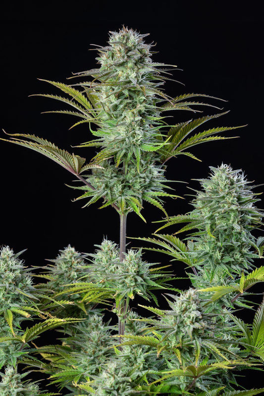 42 Fast Buds - Kosher Cake Auto