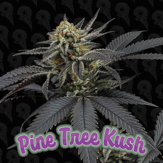 Dirty Bird - Pine Tree Kush