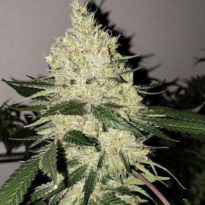 Ethos - Lilac Diesel BX4