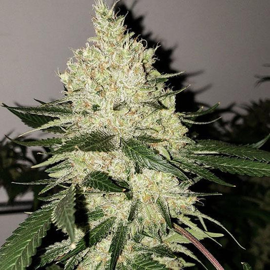 Ethos - Lilac Diesel BX4