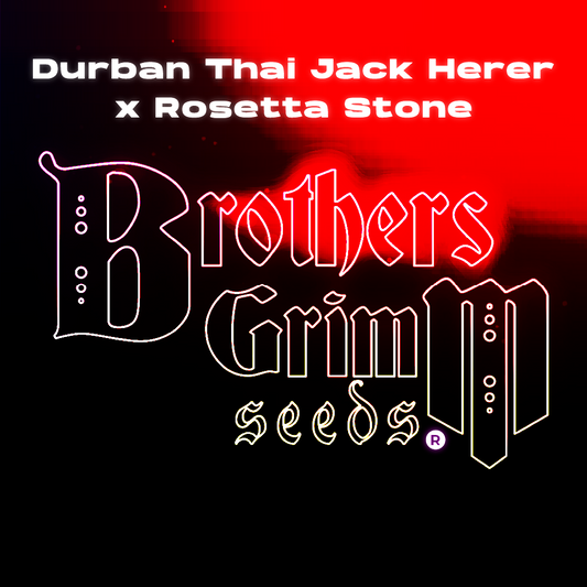 Brothers Grimm - Durban Thai Jack Herer x Rosetta Stone