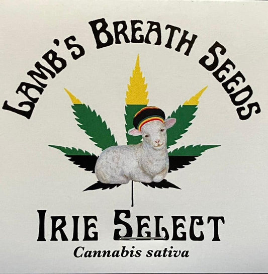 Lamb's Breath Seeds - Ire Select