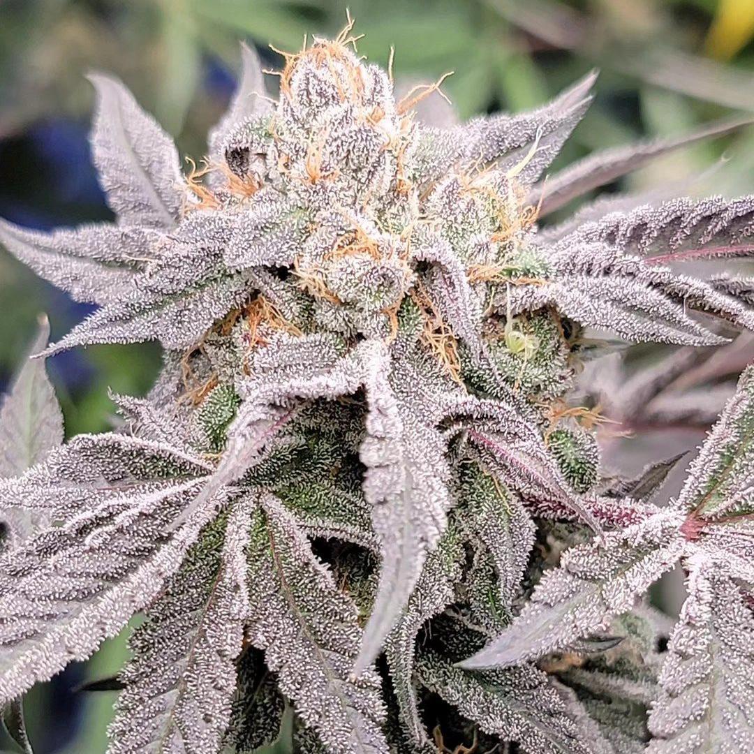 In House Genetics - Double Midori