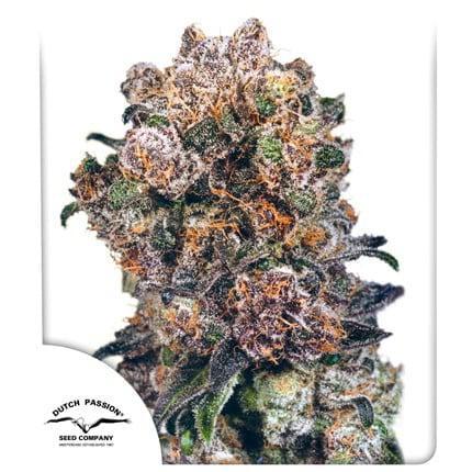 Dutch Passion - Blueberry
