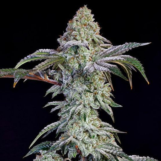 Ethos - Grandpa's Cookies #6 S1