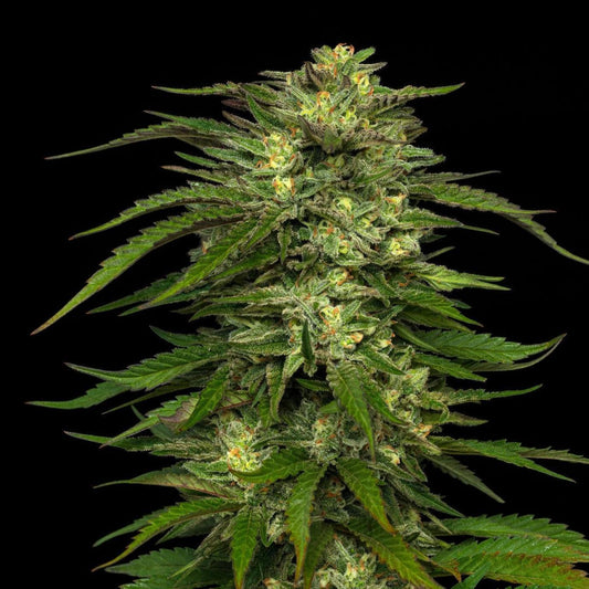 Humboldt -  Dream Queen