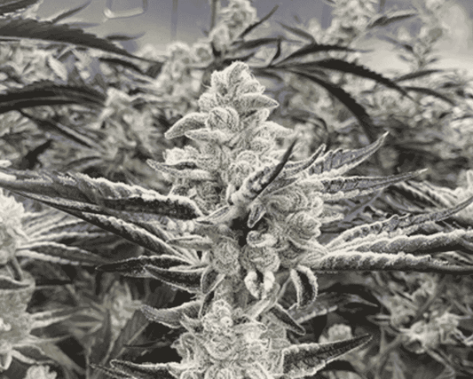 In House Genetics - Platinum Kush Breath Remix