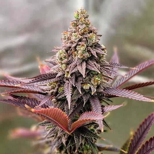 Ethos - Punchberry Cookies RBX