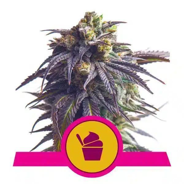 Royal Queen - Sundae Driver