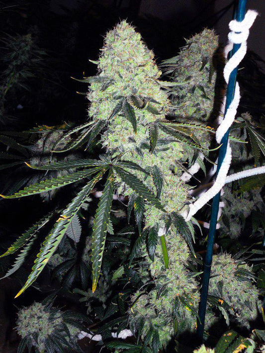 The Cali Connection - Deadhead OG