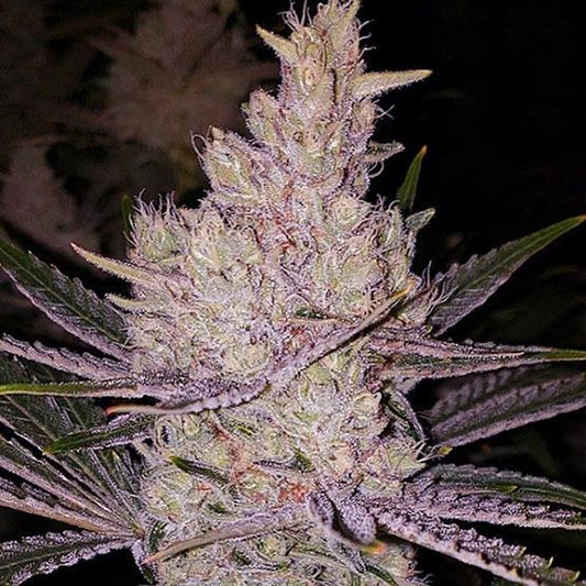 Ethos - Orange Kush Cake R1 (O.K.C.)