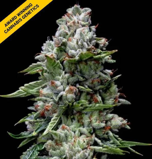 DNA Genetics - Kosher Kush