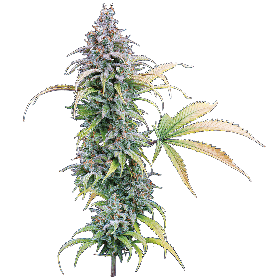 Brothers Grimm - Thai Herer 99