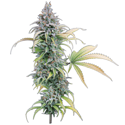 Brothers Grimm - Thai Herer 99
