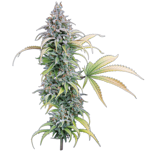Brothers Grimm - Thai Herer 99
