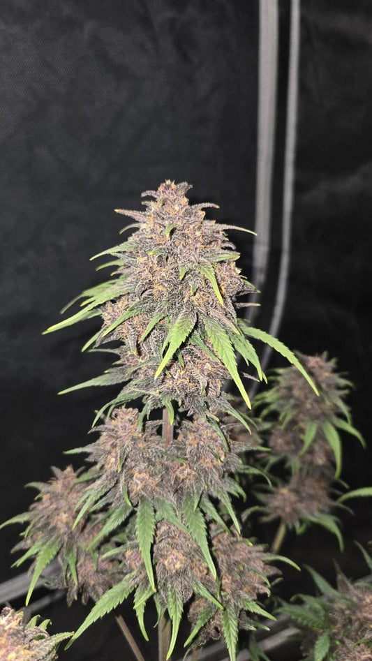 42 Fast Buds -  Purple Haze Auto