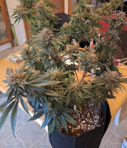 Vega Genetics - Aurora Merlot