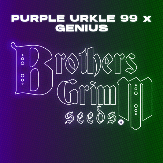 Brothers Grimm - Purple Urkle 99 x Genius