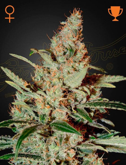 Green House Seed Co. - Chem Dog