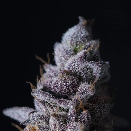 Elev8 Seeds - Permanent Pounder