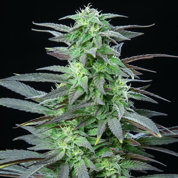 Royal Queen - Skunk XL