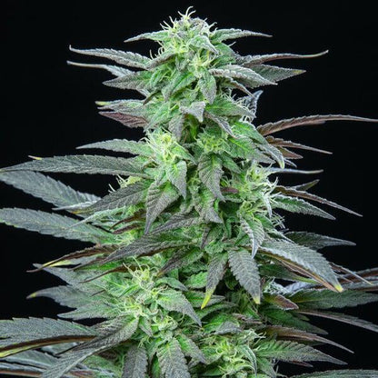 Royal Queen - Skunk XL