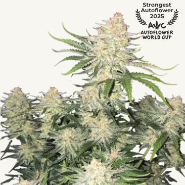 42 Fast Buds - Frostbanger