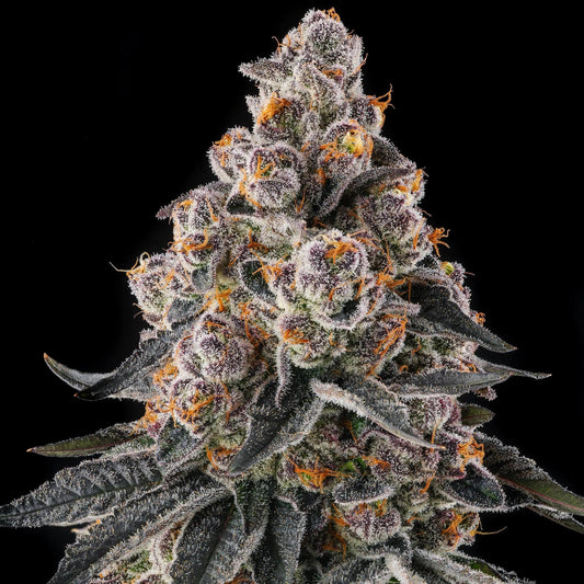 Compound Genetics - Mailbox Money