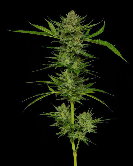 Humboldt - Stoopid Fruits