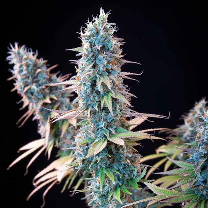 Royal Queen - Granddaddy Purple