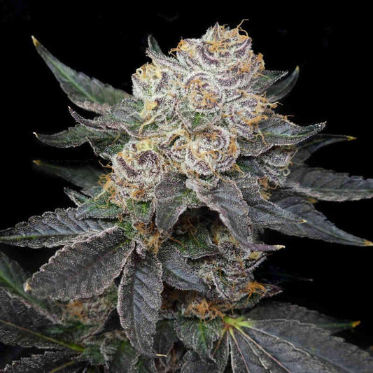 Elev8 Seeds - Northern Tropic