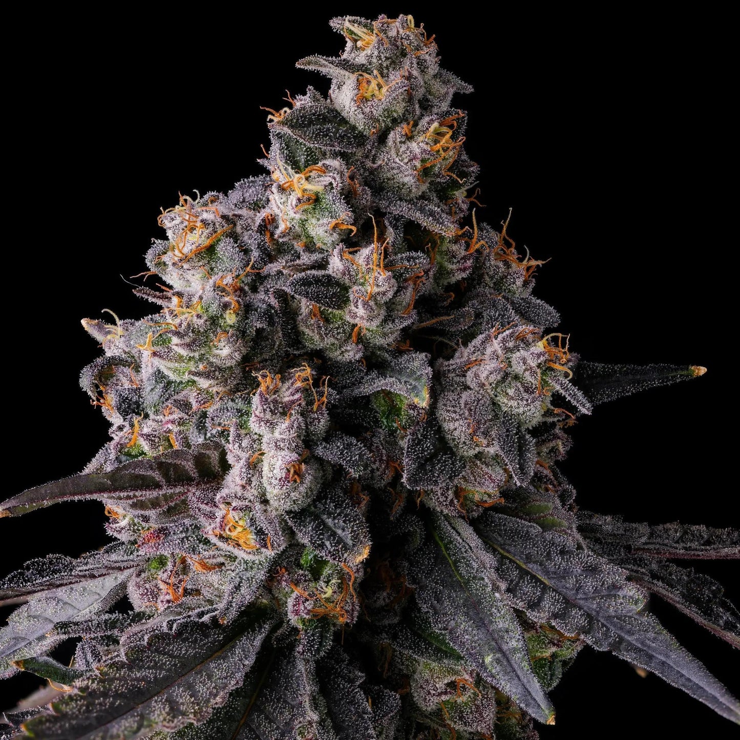 COMPOUND GENETICS > RAINBOW GUAVÈ (RAINBOW GUAVA X PAVÈ)
