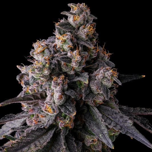 Compound Genetics - Rainbow Guavè