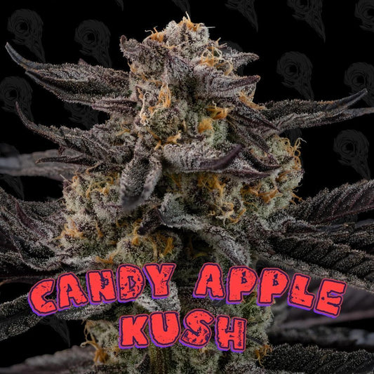 Dirty Bird - Candy Apple Kush