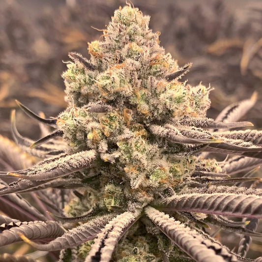 Elev8 - Sour Grape Punch