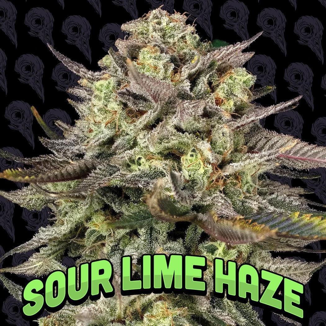Dirty Bird - Sour Lime Haze