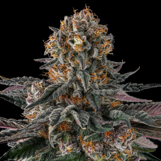 Compound Genetics - Orange moon