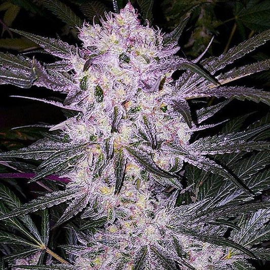 Ethos - Lilac Cookies BX2