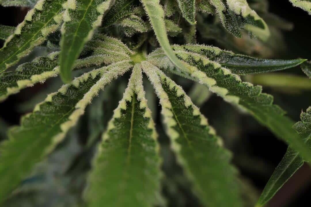 Twenty20 - Snow-G F4